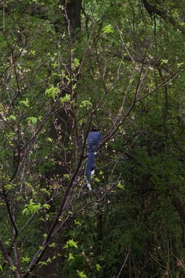 a formosan blue magpie sitting in a tree body facing away but facing towards the camera