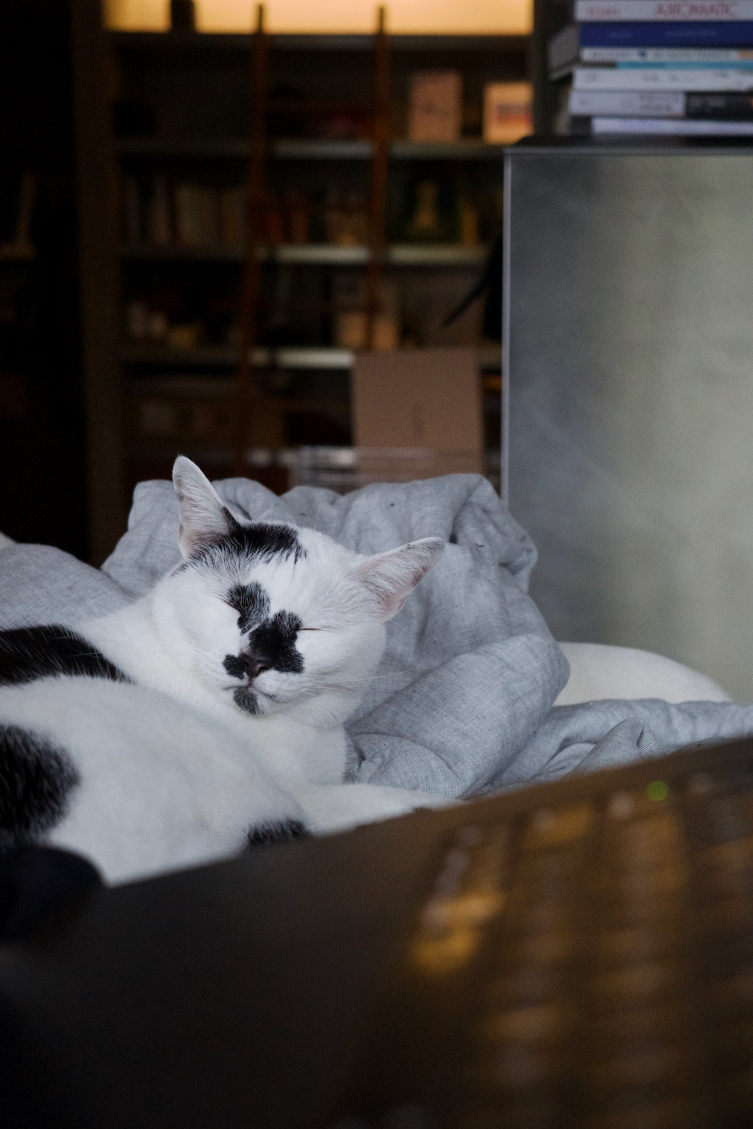 A cat squinting on a couch with a blurred laptop in the foreground.