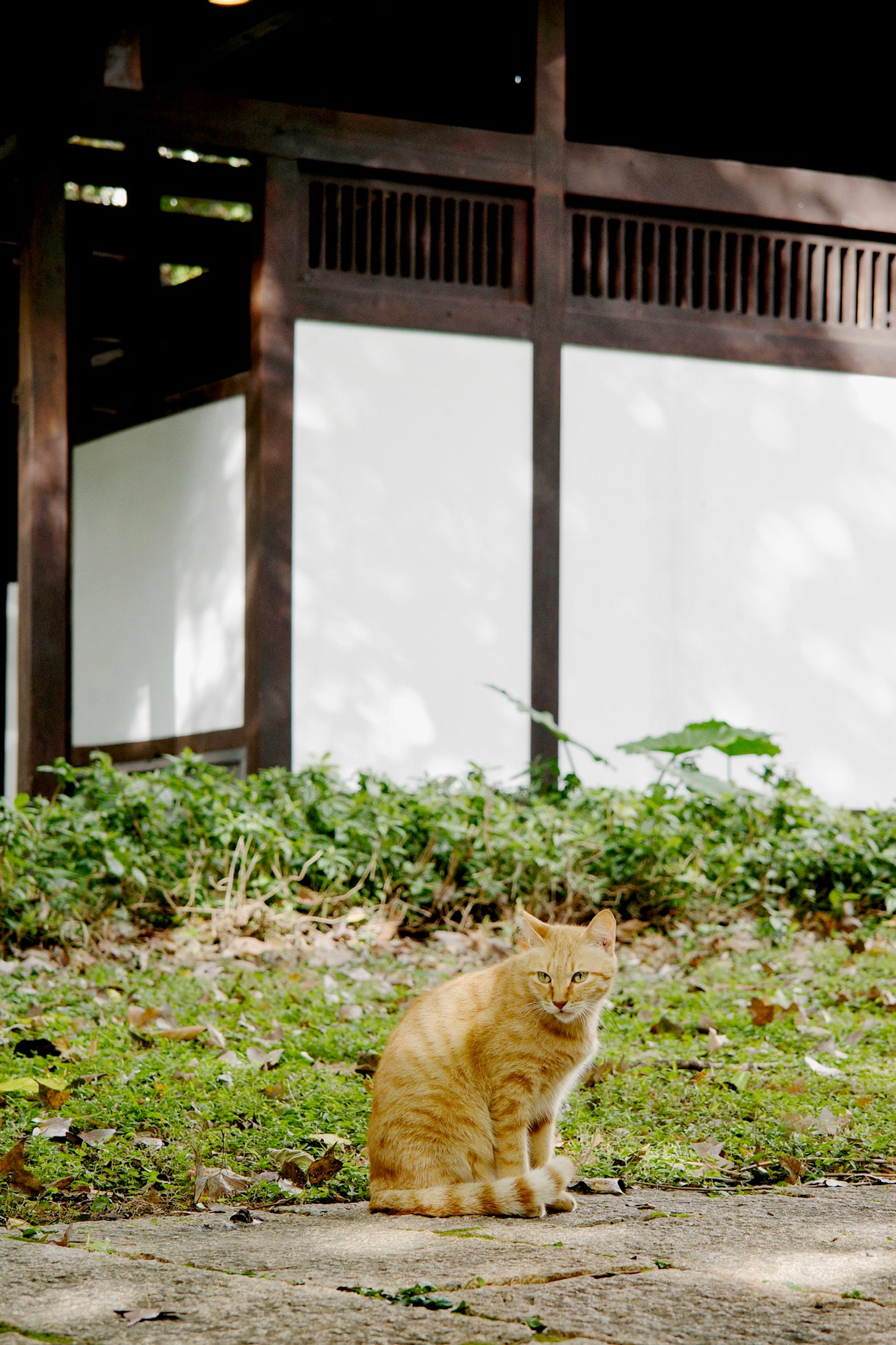 A cat sitting on stone road in front of an old Japanese building.