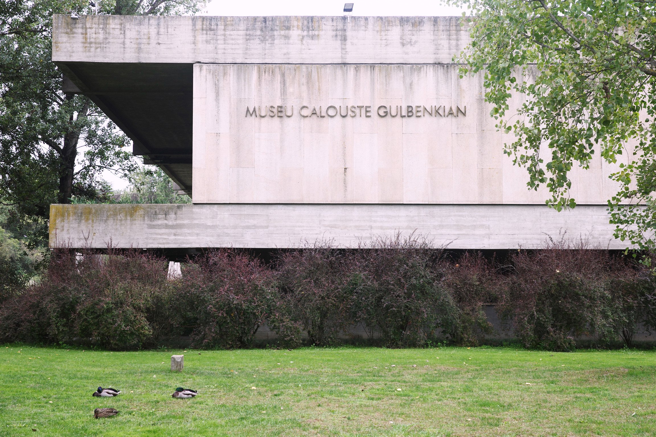 A lawn with a few ducks chilling on it, in front of a brutalist building with text on the exterior wall that reads MUSEU CALOUSTE GULBENKIAN.