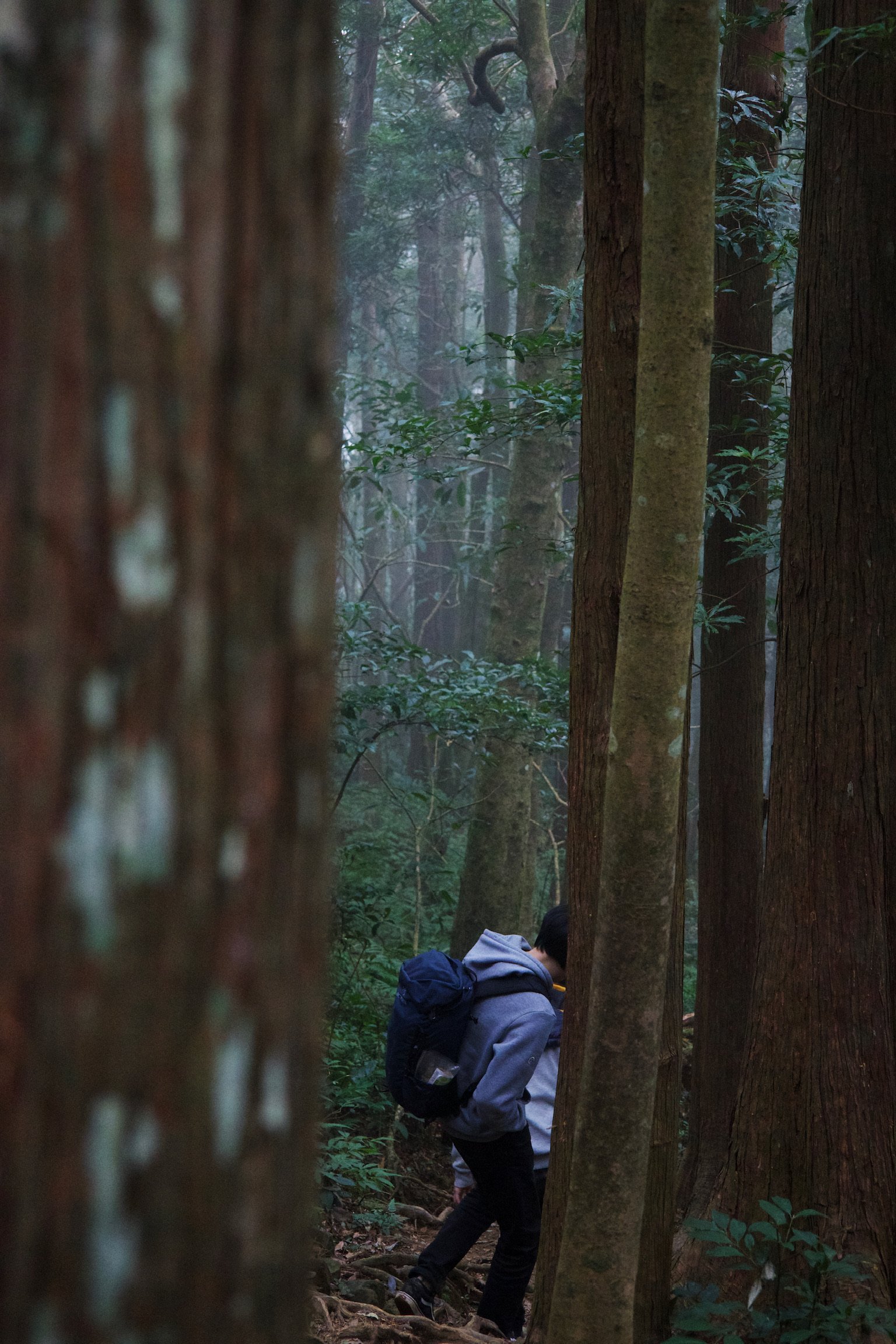 Back of a man wearing a hoodie and a backpack between trees.