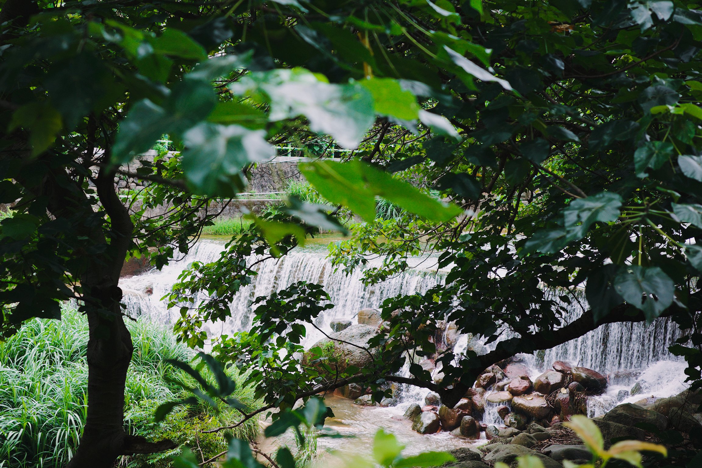 A small waterfall in focus in the background, blurred lush greeneries in the foreground.