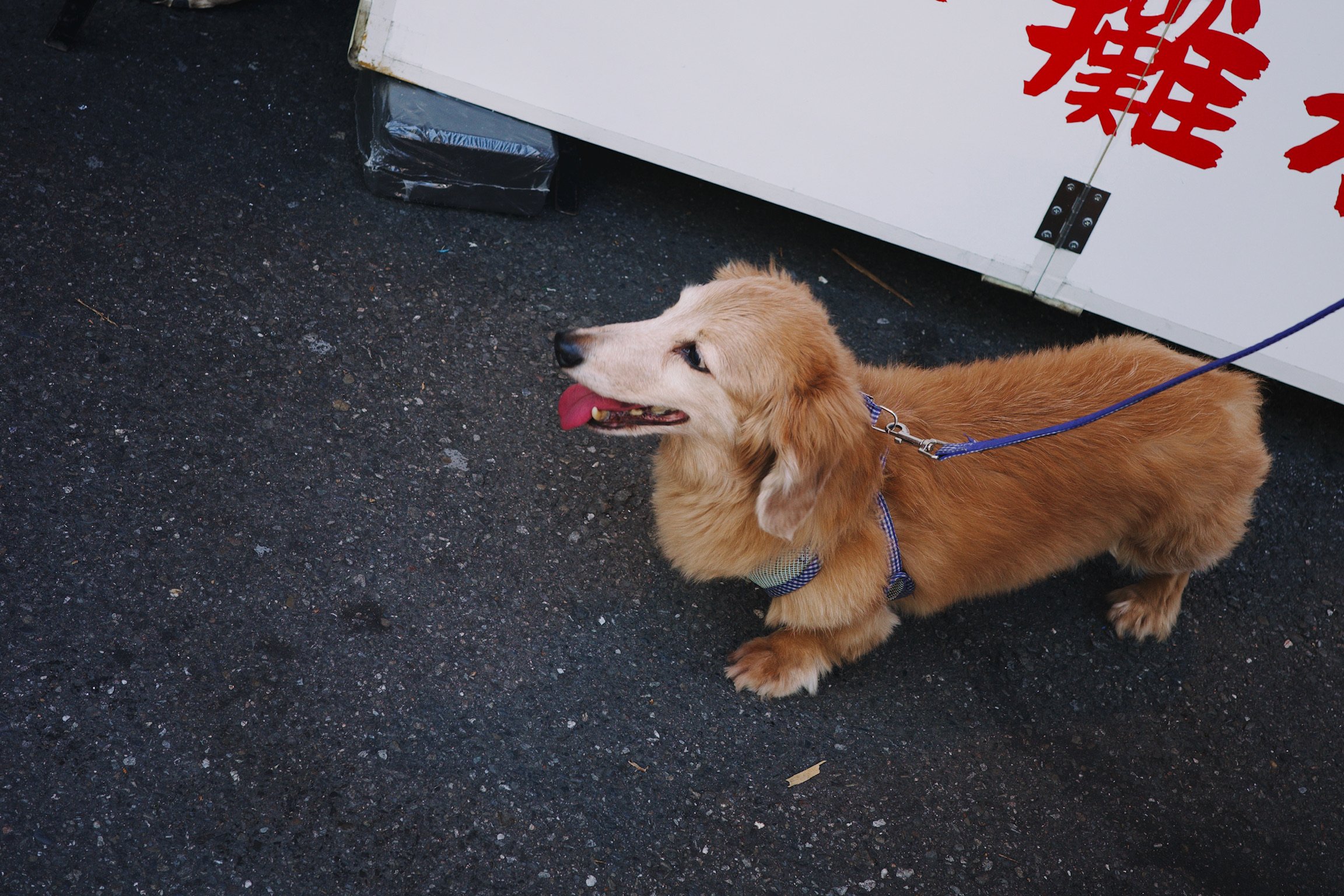 A small dog with its tongue out on bright blue leash.