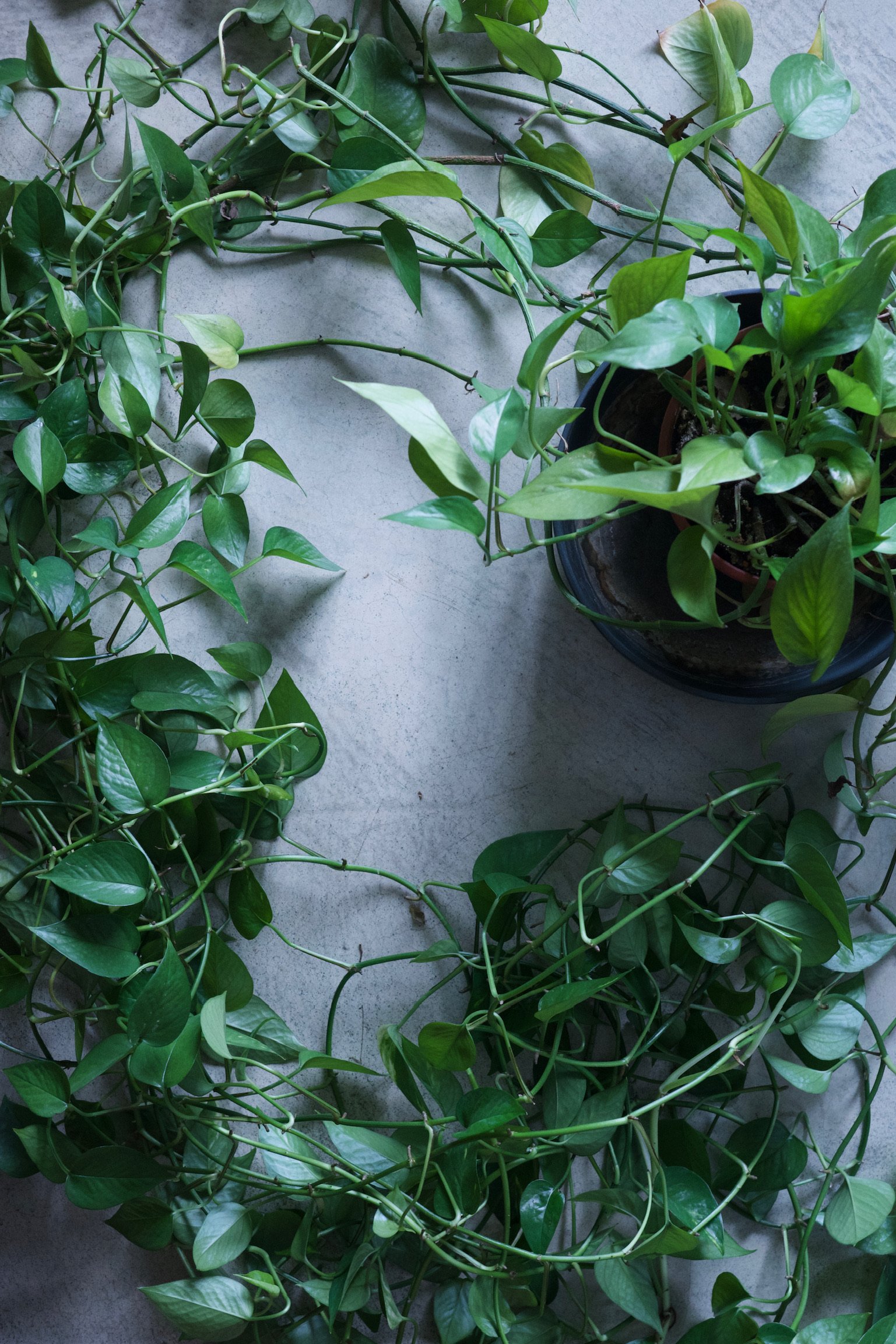 A pot of Pothos with lushes long leaves and vines placed in a circular shape.