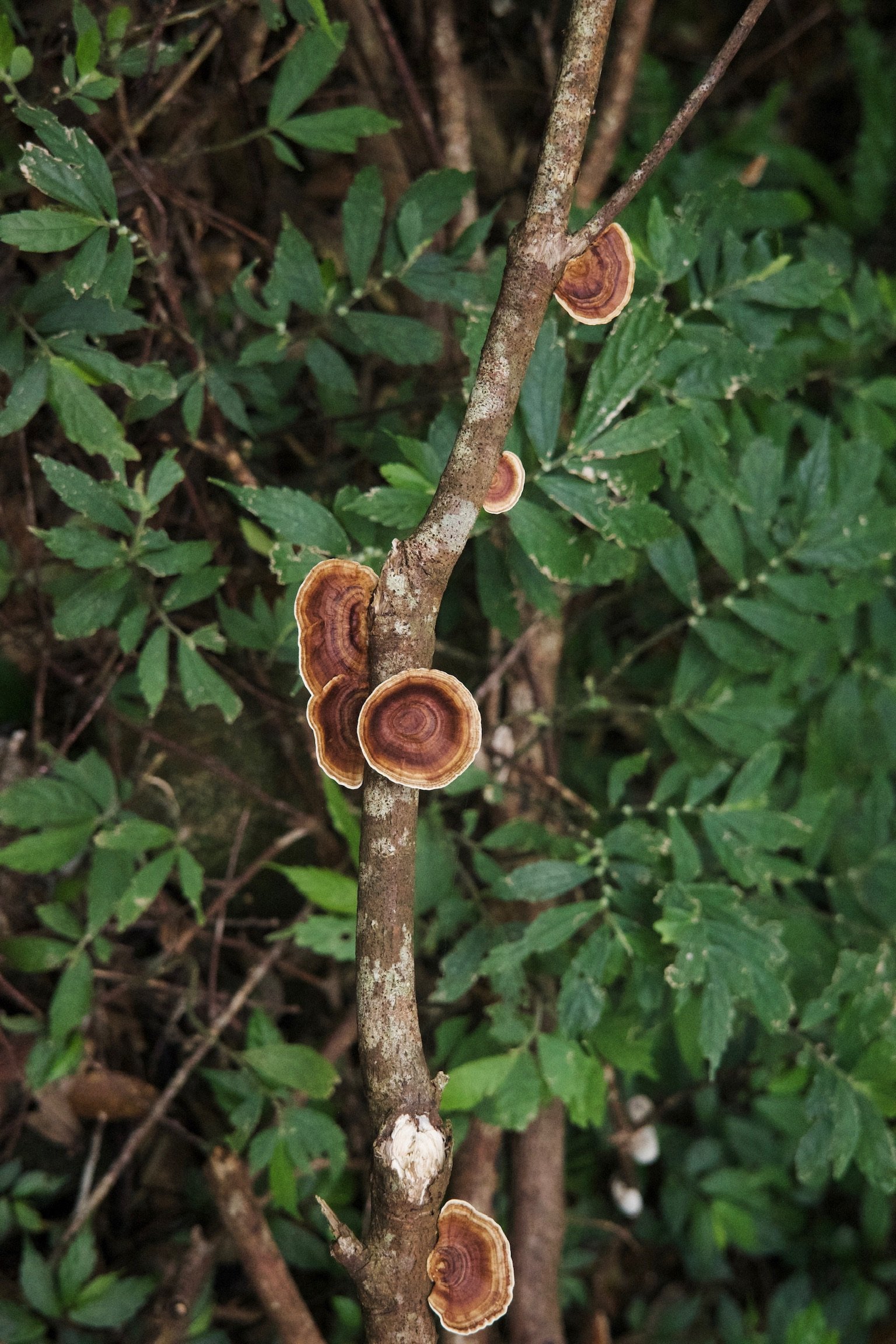Fungi that look like ears on a tree branch.