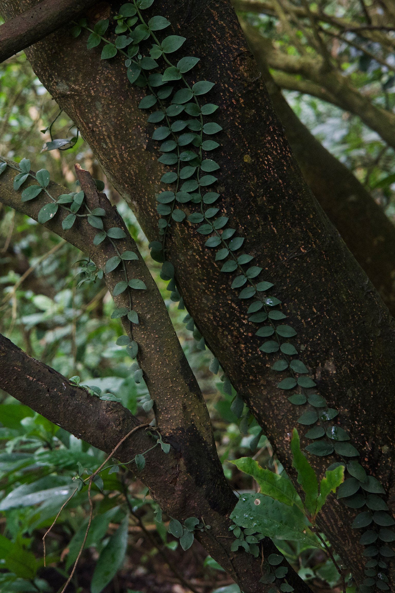 Rhapidophora hayi, dark green leafy plants that climbs trees.
