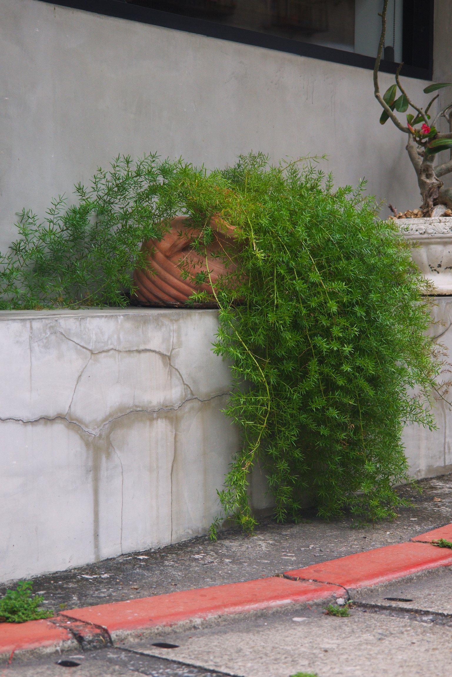 A leaning pot of lush plant along the sidewalk.