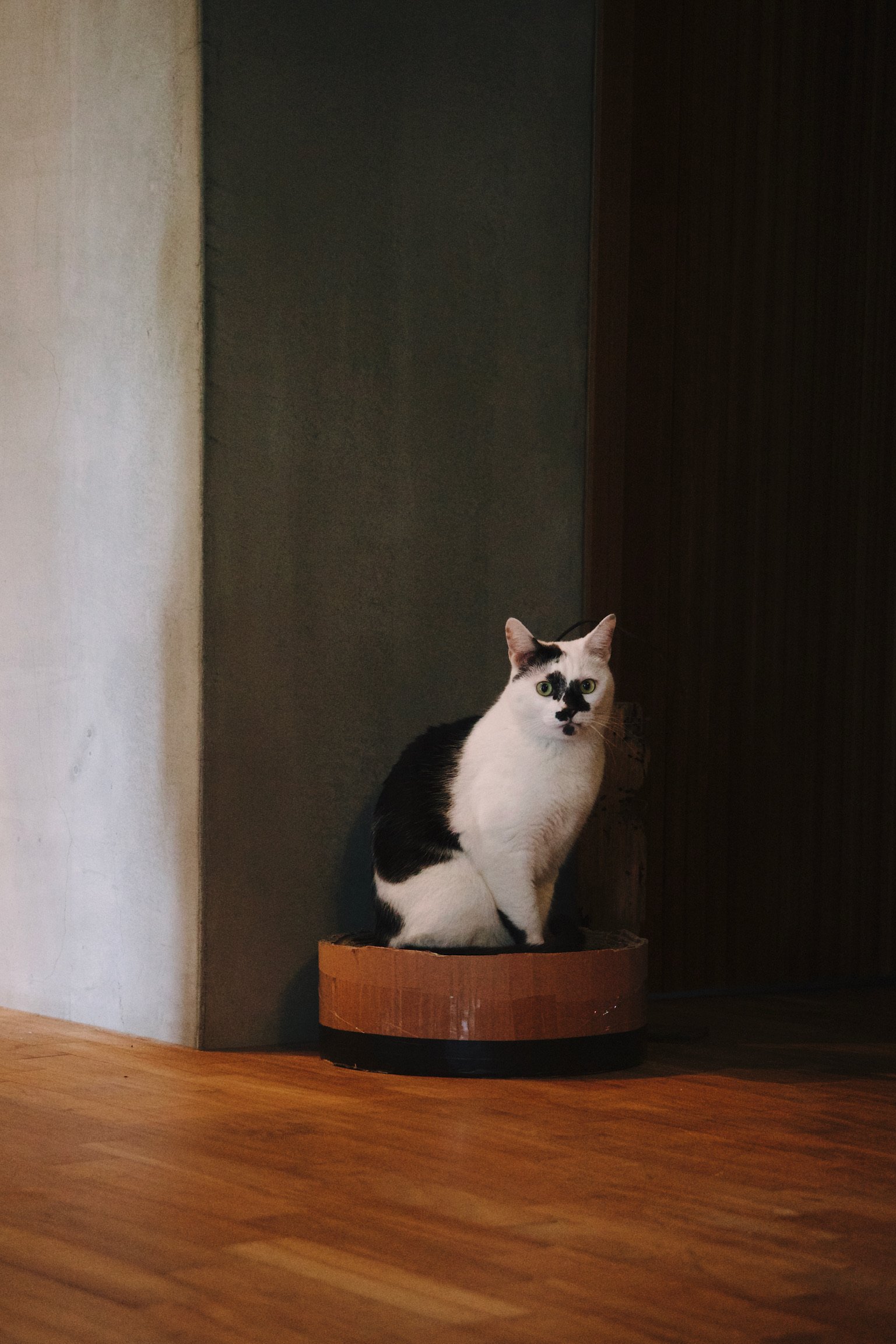 A cow cat sitting on a scratch bowl in front of an exposed concrete wall, wooden panel flooring.