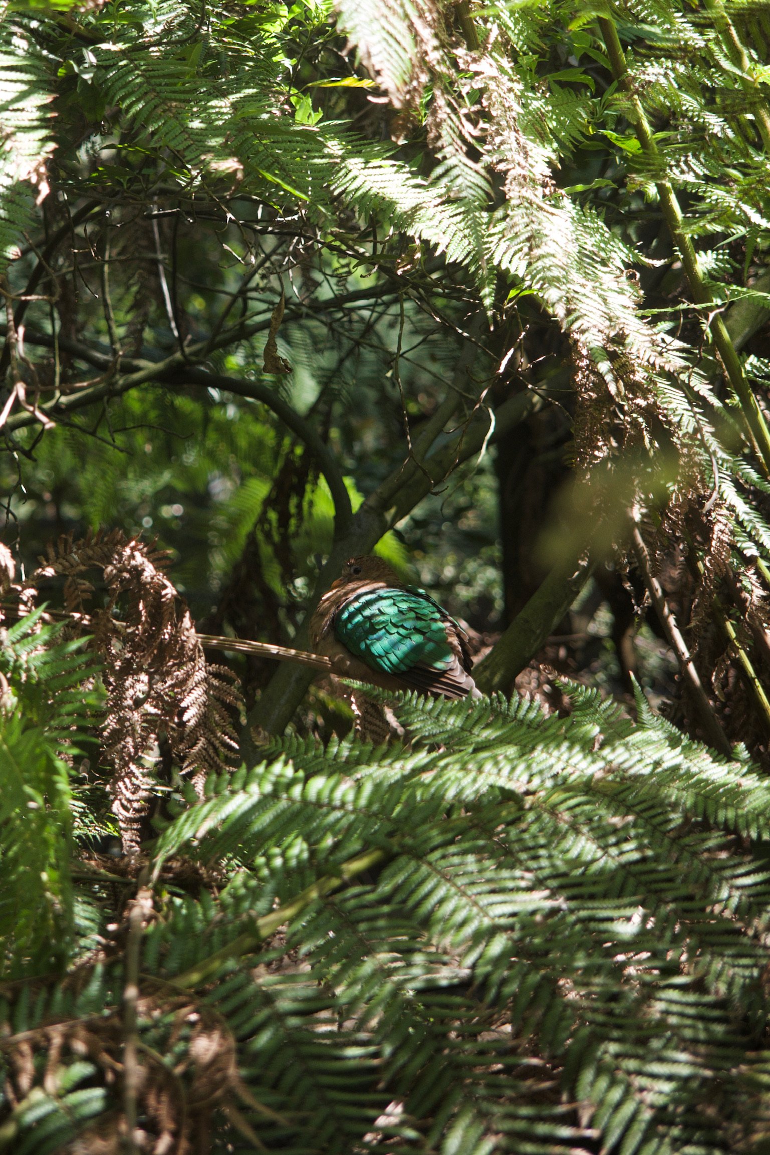 an emerald dove sitting on a branch in a tree