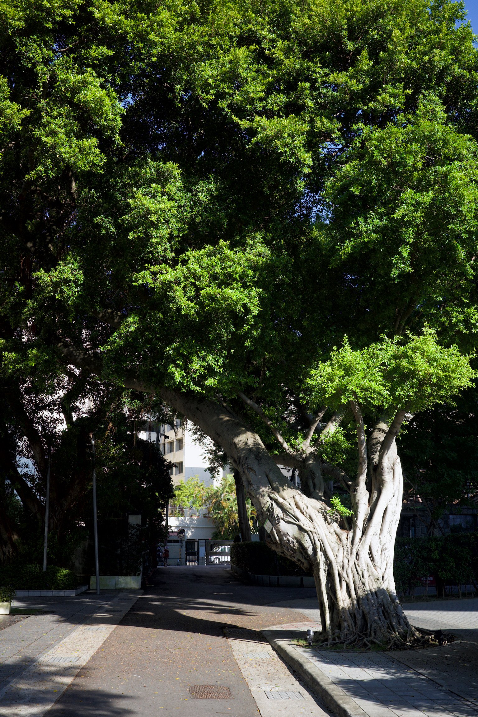A giant Banyan tree stood on one side of a pavement with its branches extending and covering the top half of the photo.