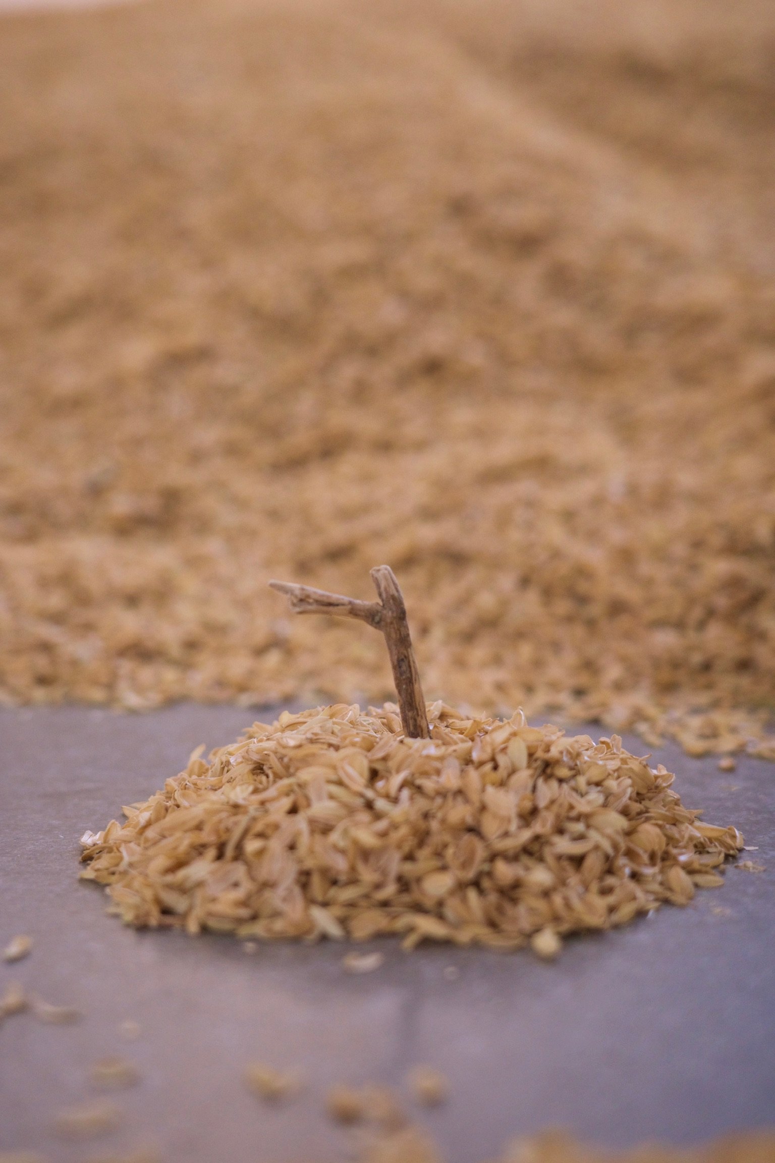 Twig atop a mont of chaff in front of a ton of chaff.