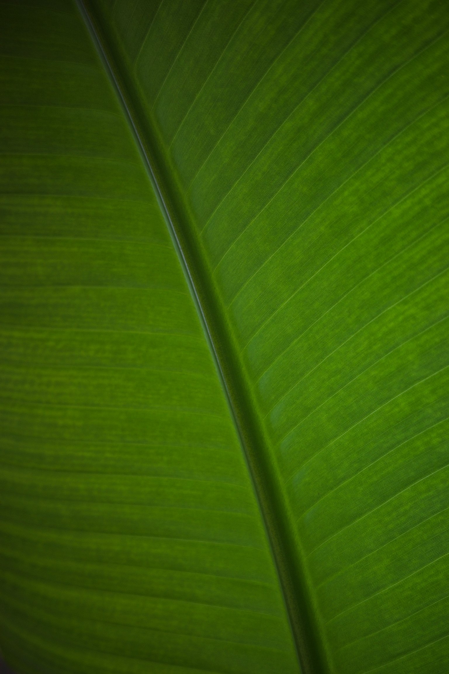 a close up of one birds of paradise leaf.