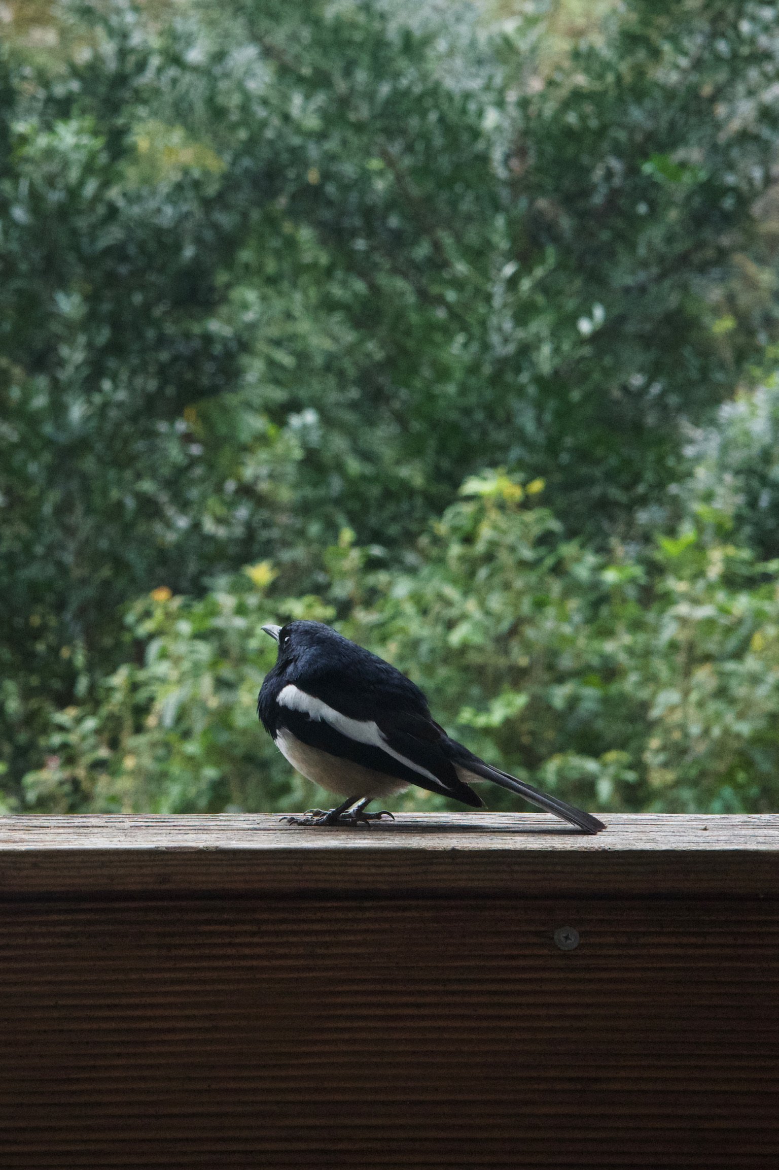 A magpie standing on wooden balcony looking to the left, lots of trees in the background.