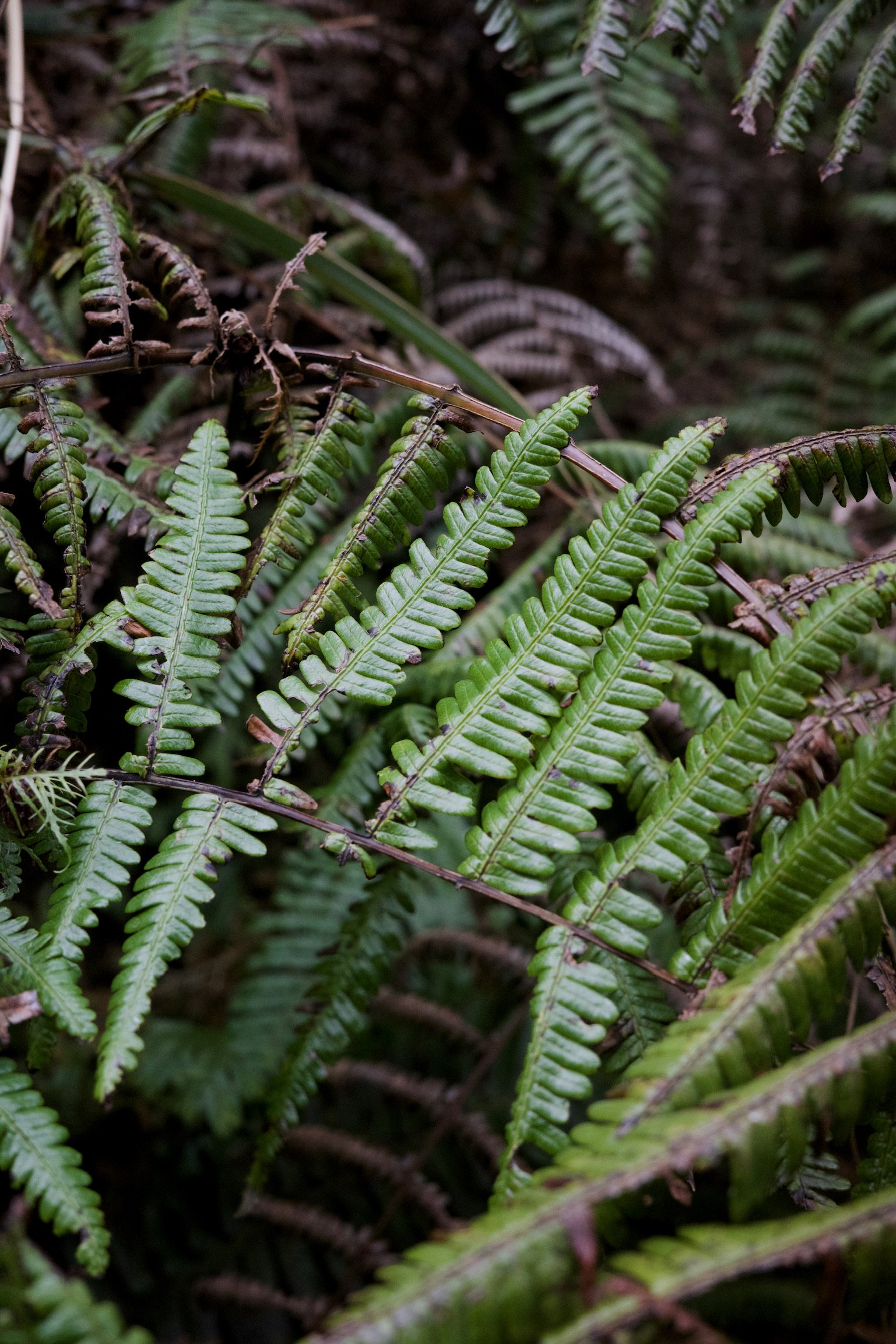 A fern plant looking healthy and thick.