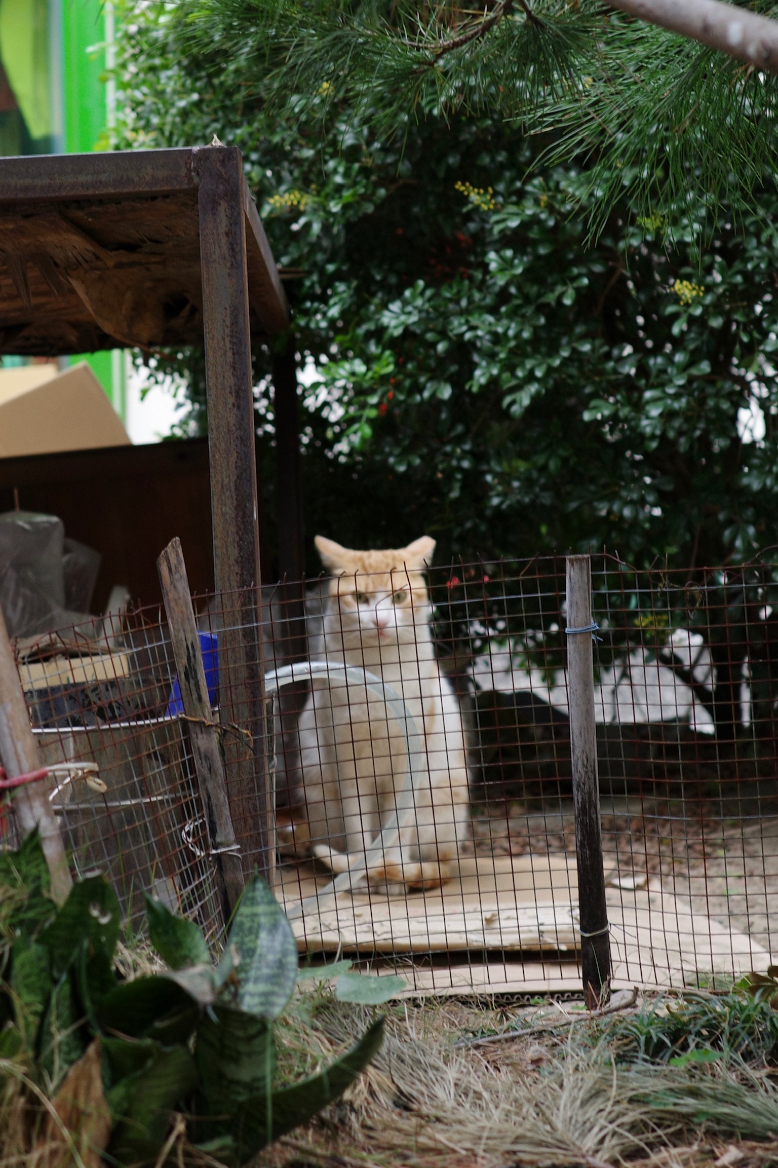 A cat sitting looking menacingly towards the camera behind a wired fence.