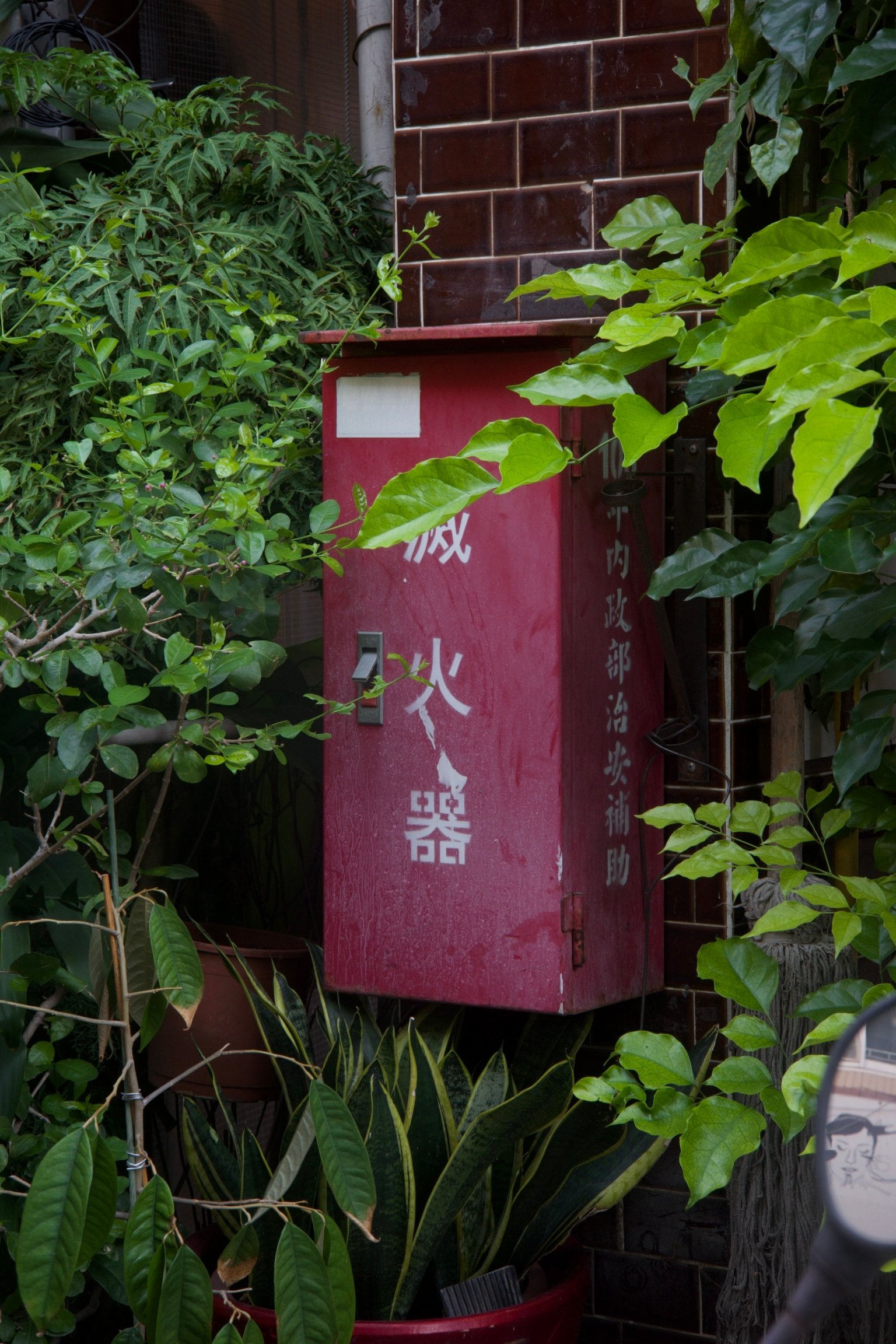 A fire extinguisher partially covered by trees and plants.