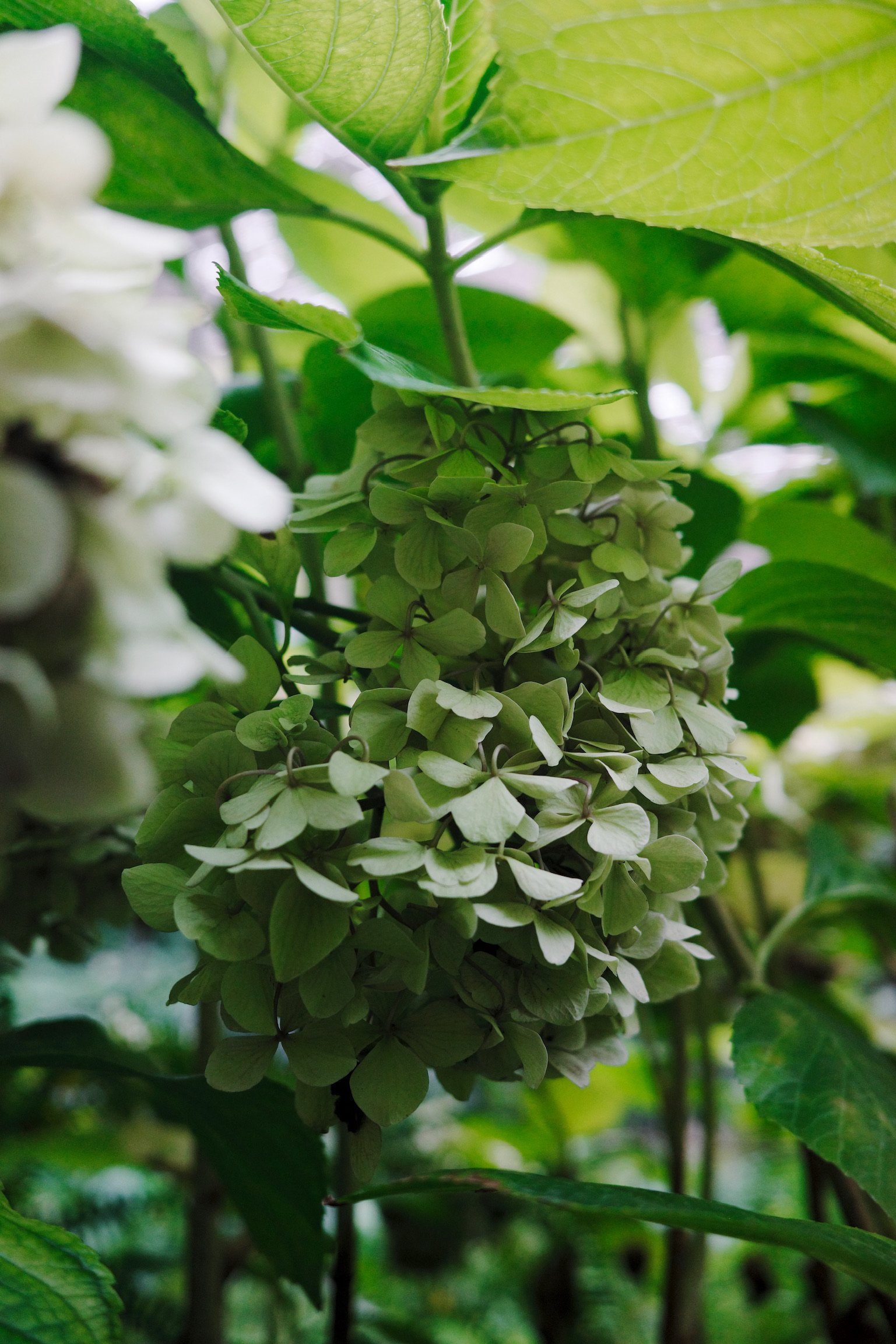 Green Hydrangea flower in focus with a white one out of focus in the foreground.