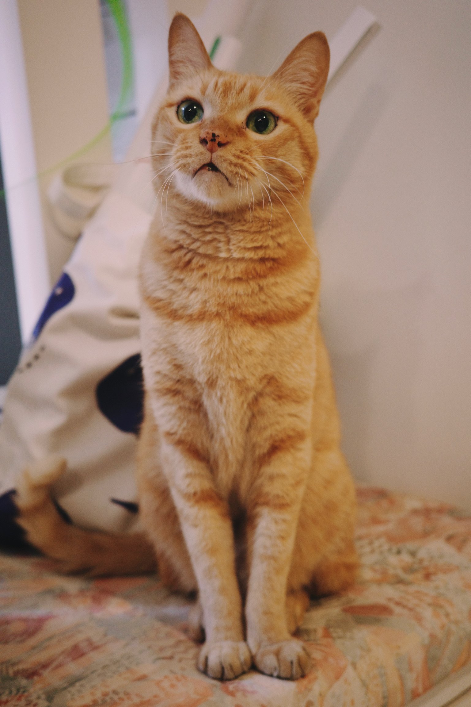 A very cute ginger cat sitting up focusing on a cat toy.