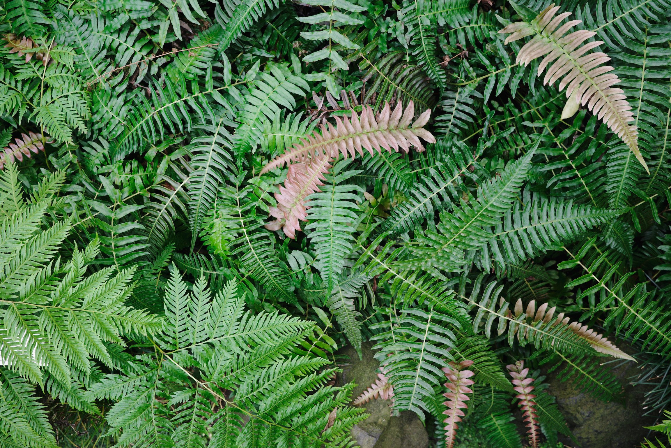 different types of ferns covering the whole shot.