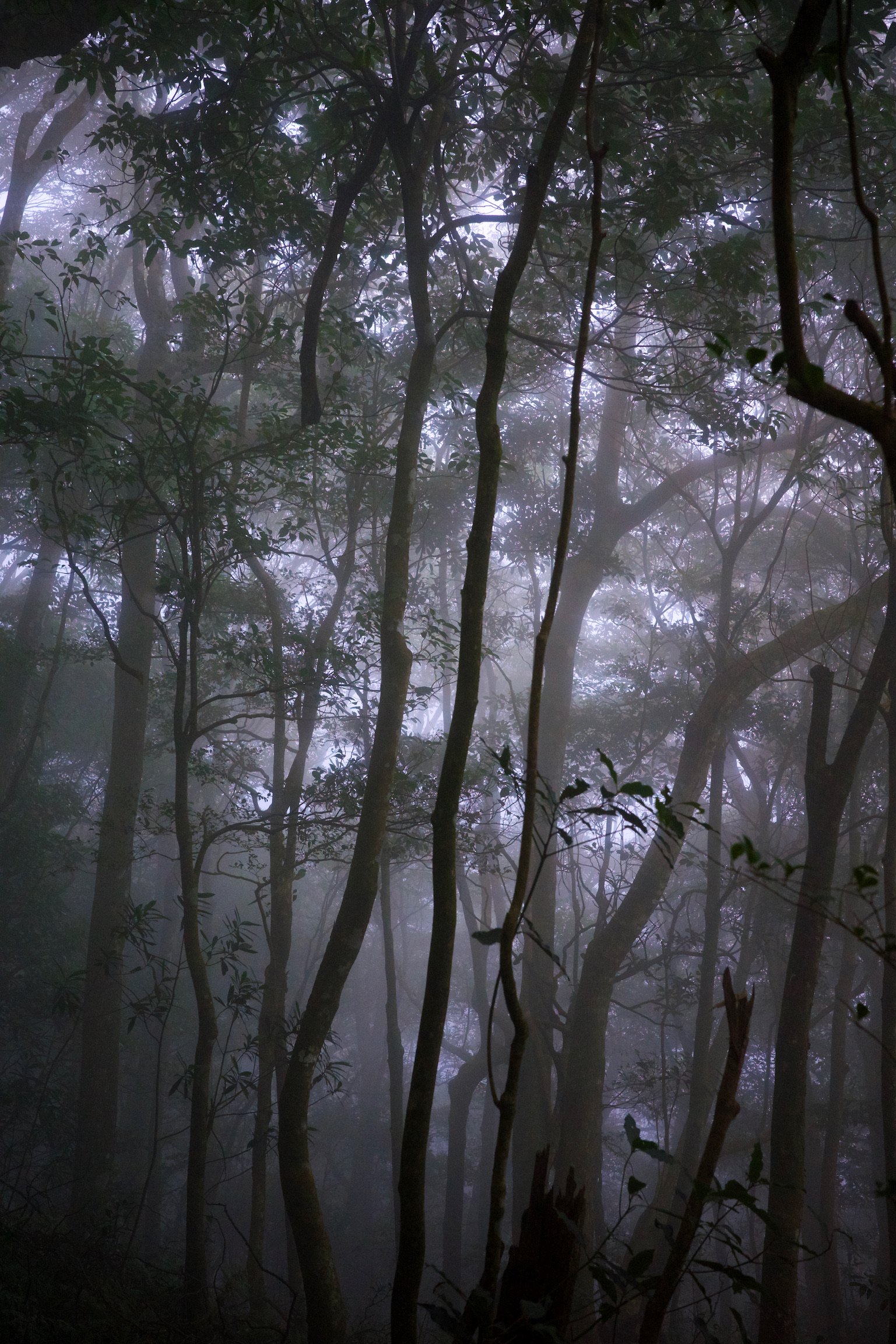 Foggy forest looking creepy.