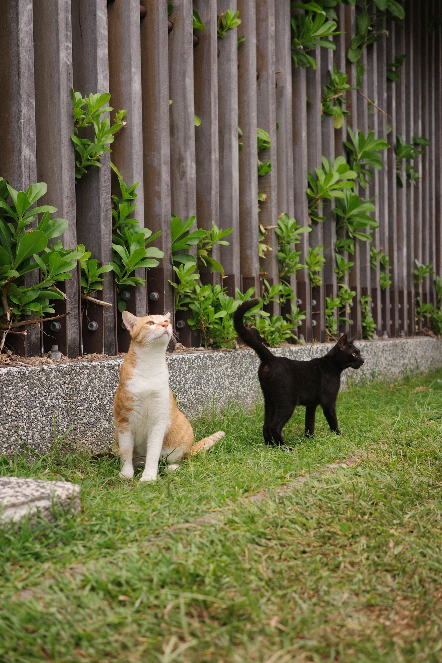 Cat with orange back sitting body facing the camera but looking towards the far right side, and a black cat walking away, in front of a fence with plants poking out.