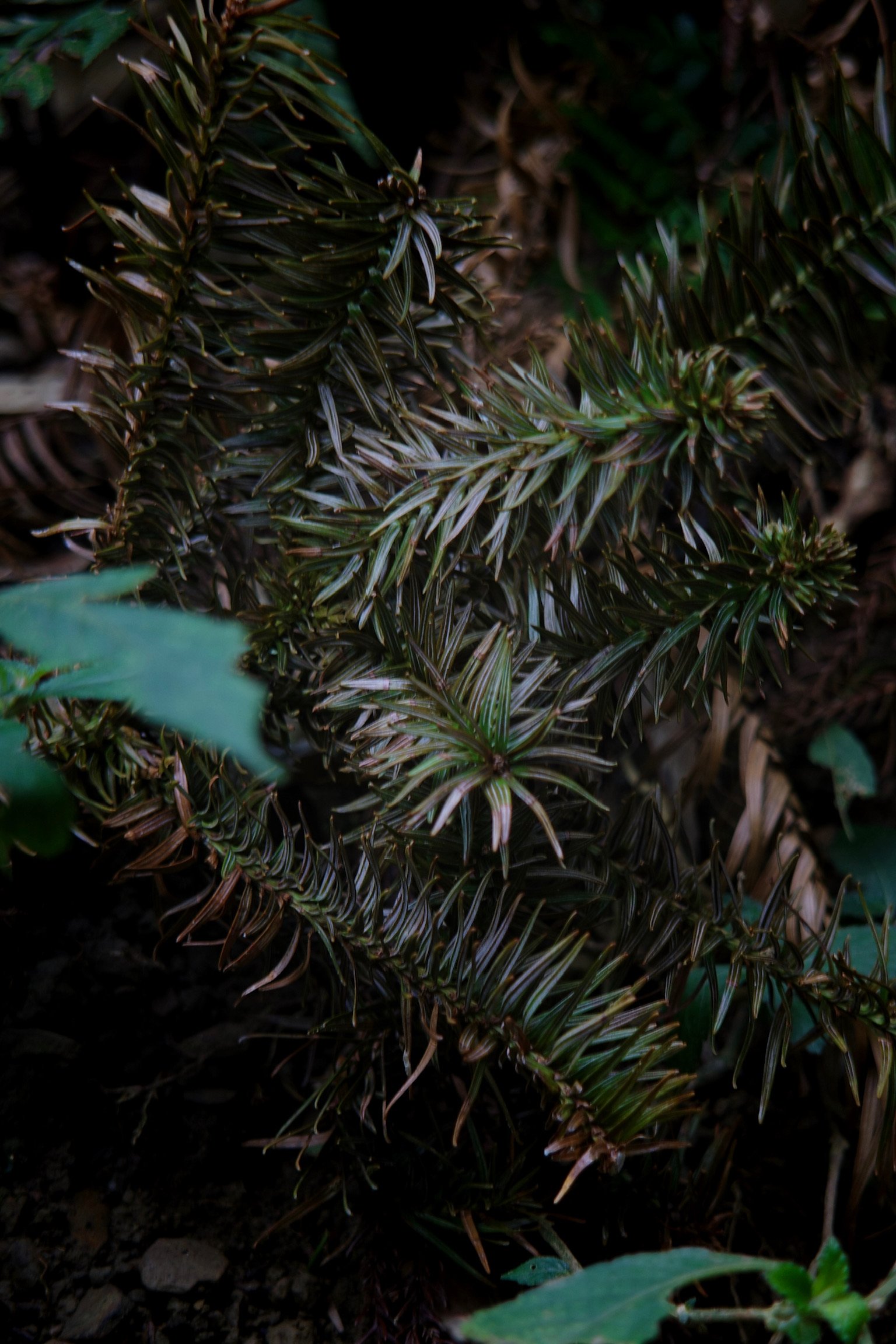 Bunya pine’s little spiky branches.