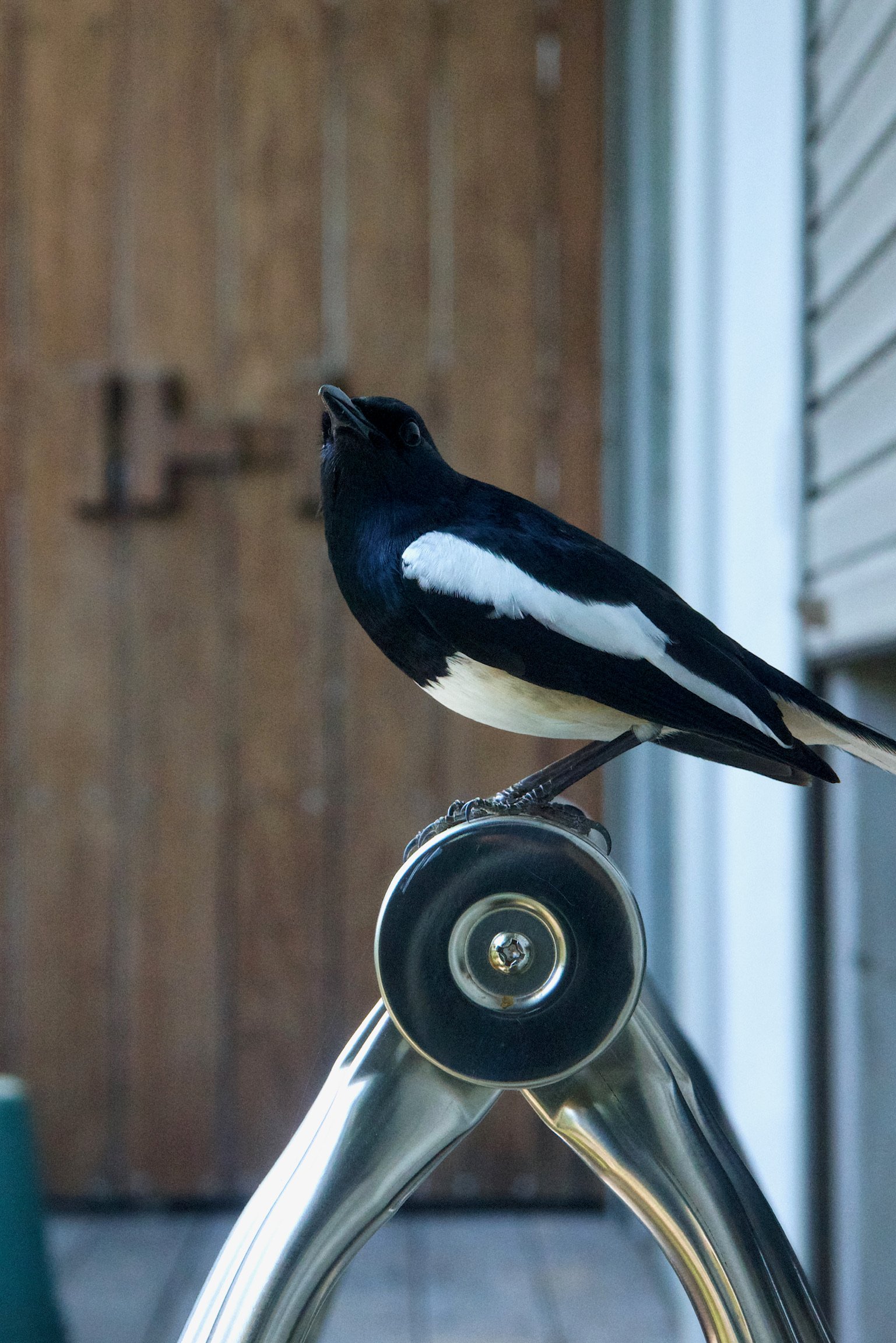 An Eurasian magpie of black and white patterns standing on a drying rack.